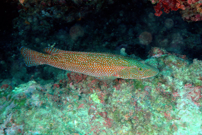 Labrus viridis